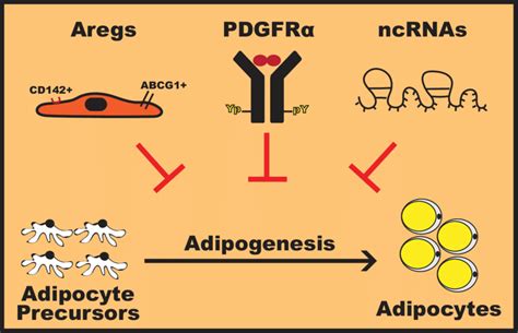 aregs|Full article: Harnessing adipogenesis to prevent obesity.